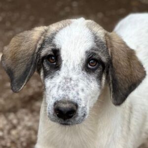 Pippin – geb. ca. 04/2026