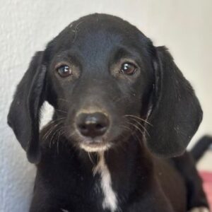 Smokey – geb. 06/2026