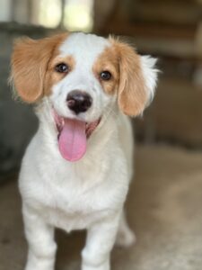Ron – geb. ca. 06/2026