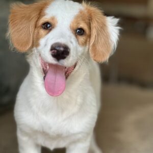 Ron – geb. ca. 06/2026