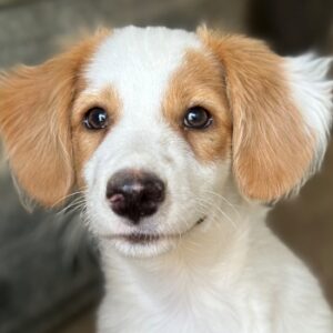 Ron – geb. ca. 06/2026