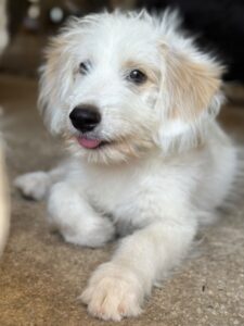 Rufus – geb. ca. 06/2026