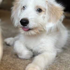 Rufus – geb. ca. 06/2026