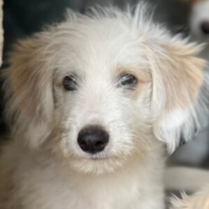 Rufus – geb. ca. 06/2026