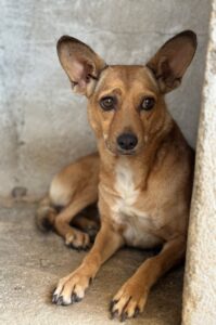 Serafina – geb. ca.04/2024
