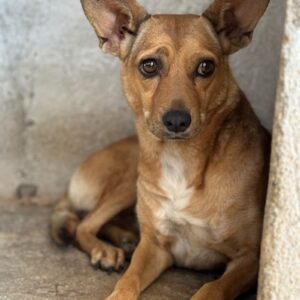 Serafina – geb. ca.04/2024