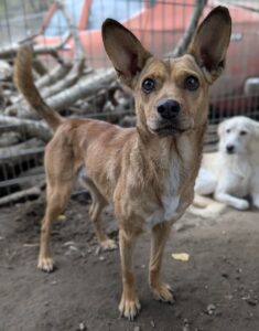 Serafina – geb. ca.04/2024