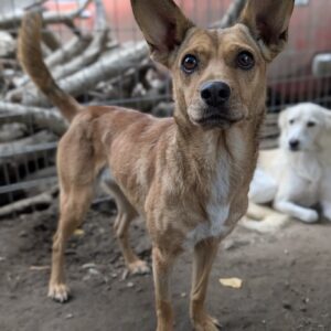 Serafina – geb. ca.04/2024