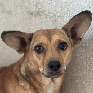 Serafina – geb. ca.04/2024