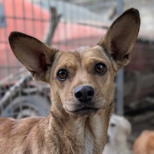 Serafina – geb. ca.04/2024
