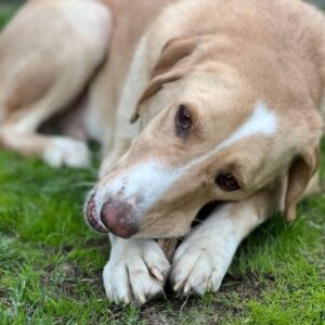 Sheldon – geb. ca. 11/2023 – 47652 Weeze