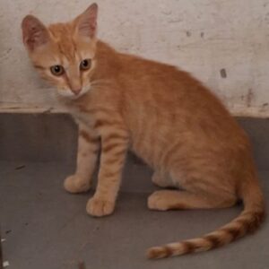 Simba – geb. ca. 06/2026