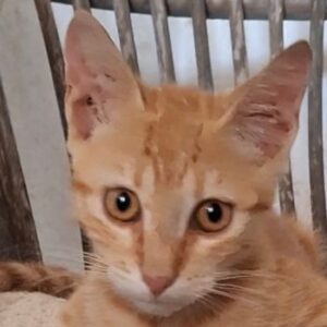 Simba – geb. ca. 06/2026