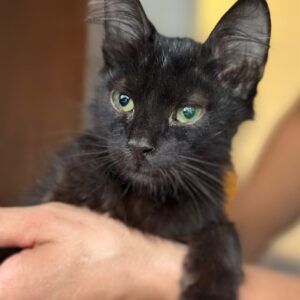 Sirius Cat – geb. ca. 06/2026