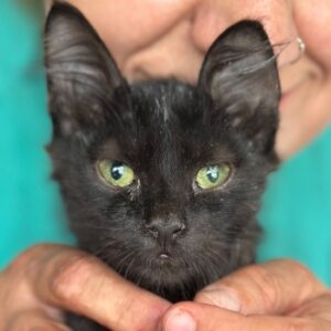 Sirius Cat – geb. ca. 06/2026