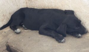 Smokey – geb. 06/2026