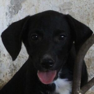 Smokey – geb. 06/2026