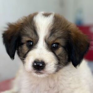 Sven – geb. ca. 06/2026