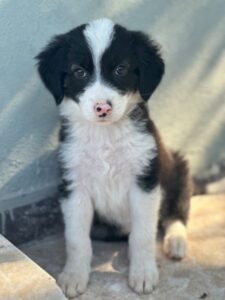 Tinkerbelle – geb. ca. 06/2026