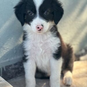 Tinkerbelle – geb. ca. 06/2026