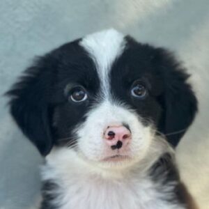 Tinkerbelle – geb. ca. 06/2026