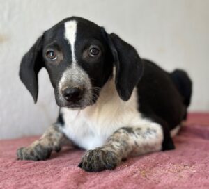 Willow – geb. ca. 06/2026