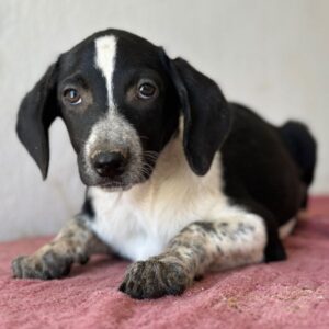 Willow – geb. ca. 06/2026