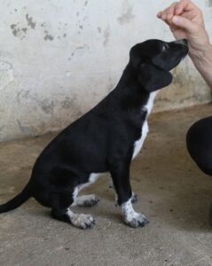 Willow – geb. ca. 06/2026