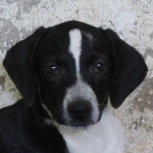 Willow – geb. ca. 06/2026