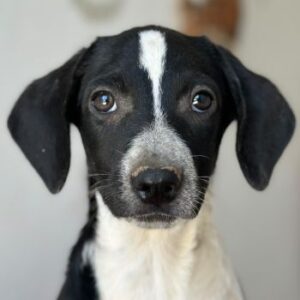 Willow – geb. ca. 06/2026