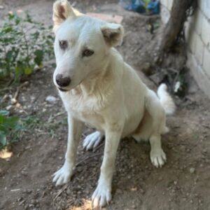 Zumi – geb. ca. 09/2025