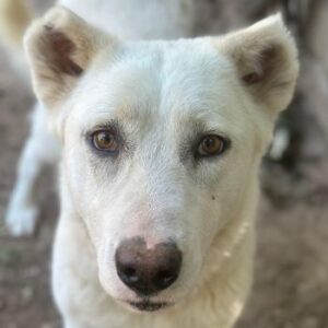 Zumi – geb. ca. 09/2025