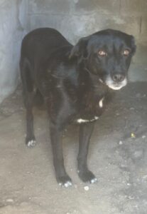 Zuri – geb. ca. 04/2021