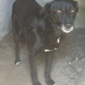 Zuri – geb. ca. 04/2021