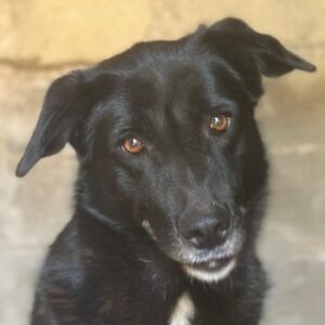 Zuri – geb. ca. 04/2021