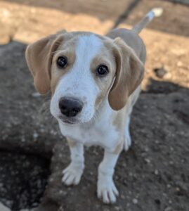 Butch – geb. ca. 07/2026