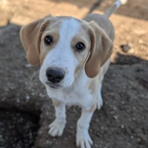 Butch – geb. ca. 07/2026