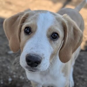 Butch – geb. ca. 07/2026
