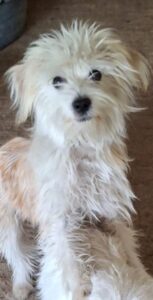 Chino – geb. ca. 03/2026