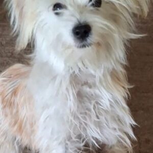 Chino – geb. ca. 03/2026