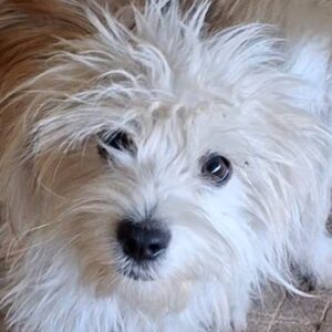 Chino – geb. ca. 03/2026