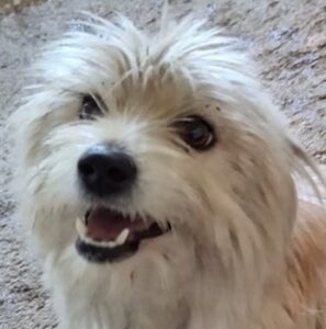 Crema – geb. ca. 10/2023