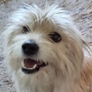Crema – geb. ca. 10/2023