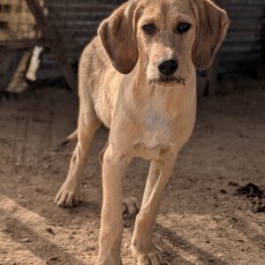 Cumin – geb. ca. 05/2026