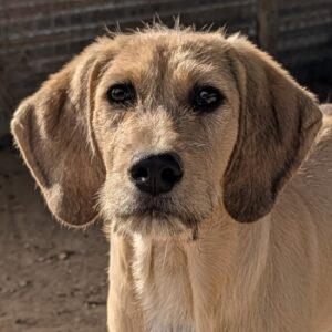 Cumin – geb. ca. 05/2026
