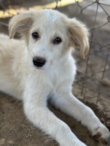 Duke – geb. ca. 07/2026