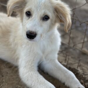 Duke – geb. ca. 07/2026
