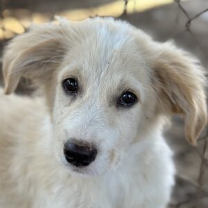 Duke – geb. ca. 07/2026