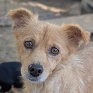 Elva – geb. ca. 10/2024