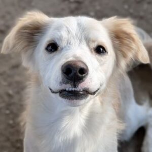 Fabio – geb. ca. 12/2025